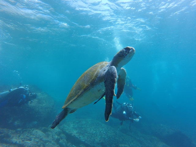  sea turtle